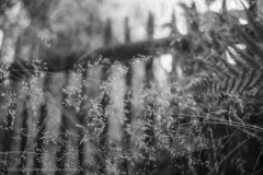 Jardin-0507 [2022]