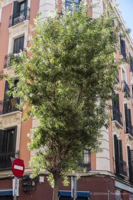 Madrid-6606